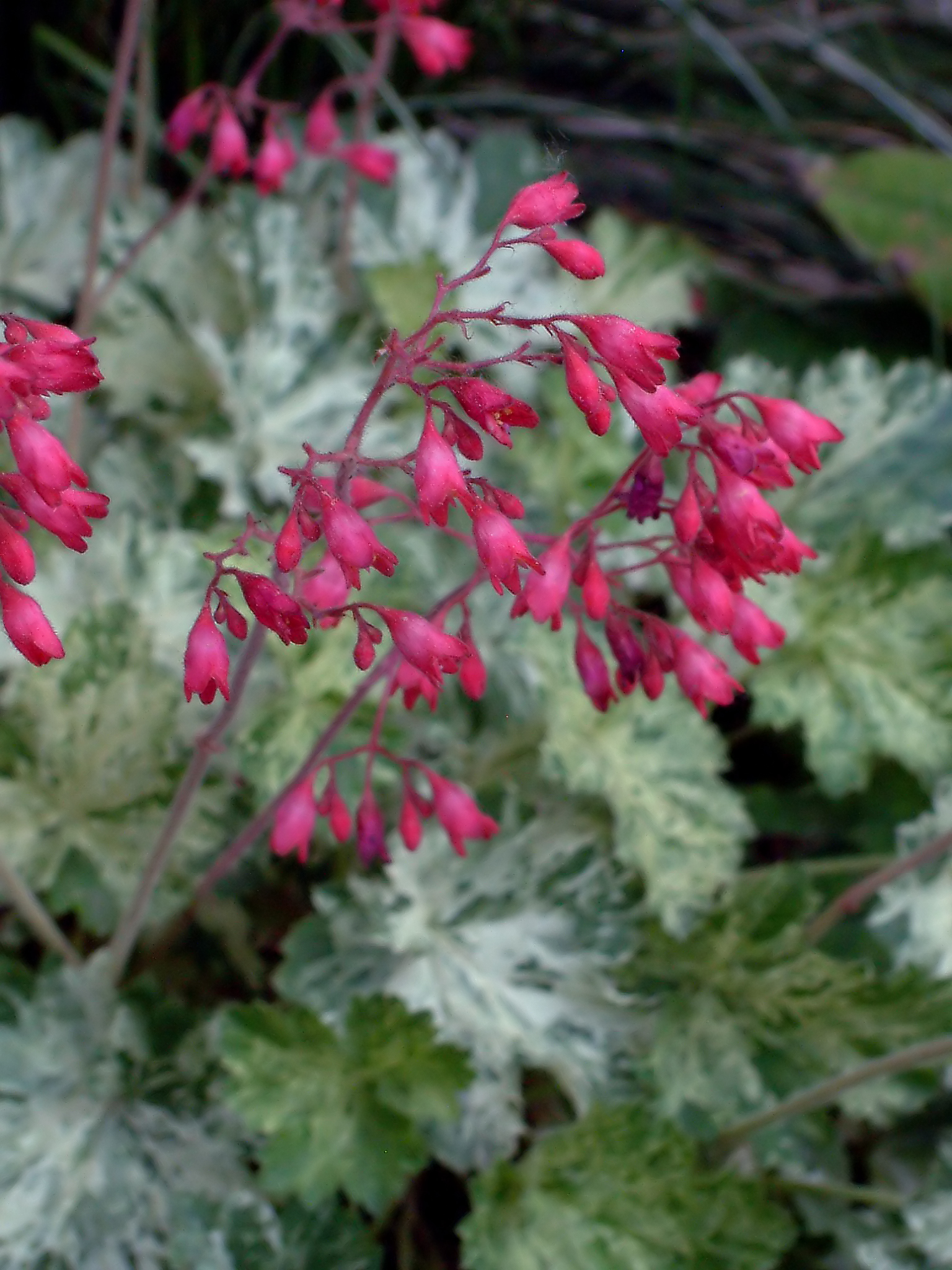 Snow Angel Coral Bells